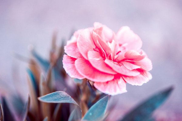 Les Meilleures Pelles de Jardin Actuelles : Guide Comparatif et Sélection 优质